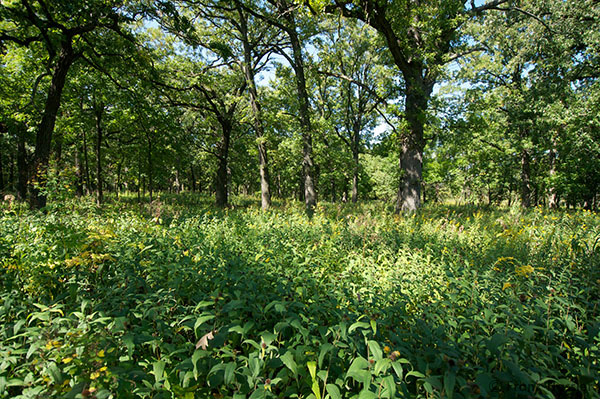 Oak Woodland